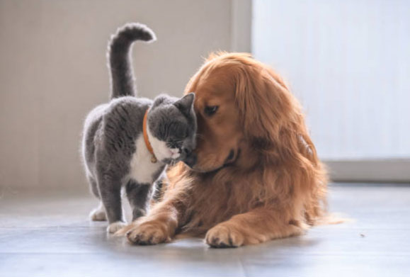 cat and dog